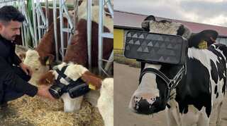 Cows in Turkey enjoy VR headsets; owner reports they are more relaxed, milk yield increased