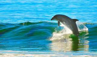 US Navy strapped cameras on dolphins and got interesting results