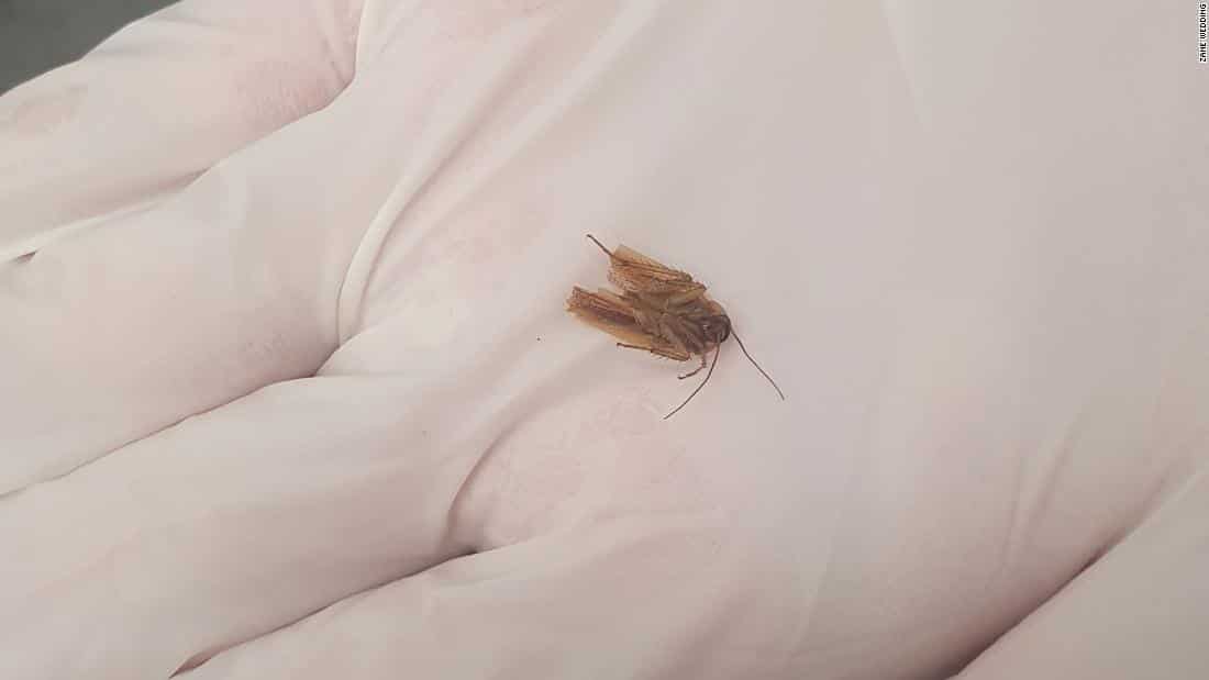 New Zealand man finds cockroach inside his ear; extracts it after 3 days New Zealand man finds cockroach inside his ear; extracts it after 3 days
