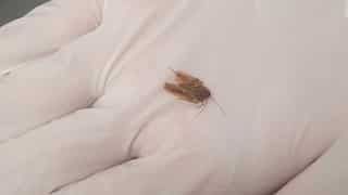 New Zealand man finds cockroach inside his ear; extracts it after 3 days