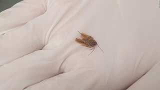 New Zealand man finds cockroach inside his ear; extracts it after 3 days