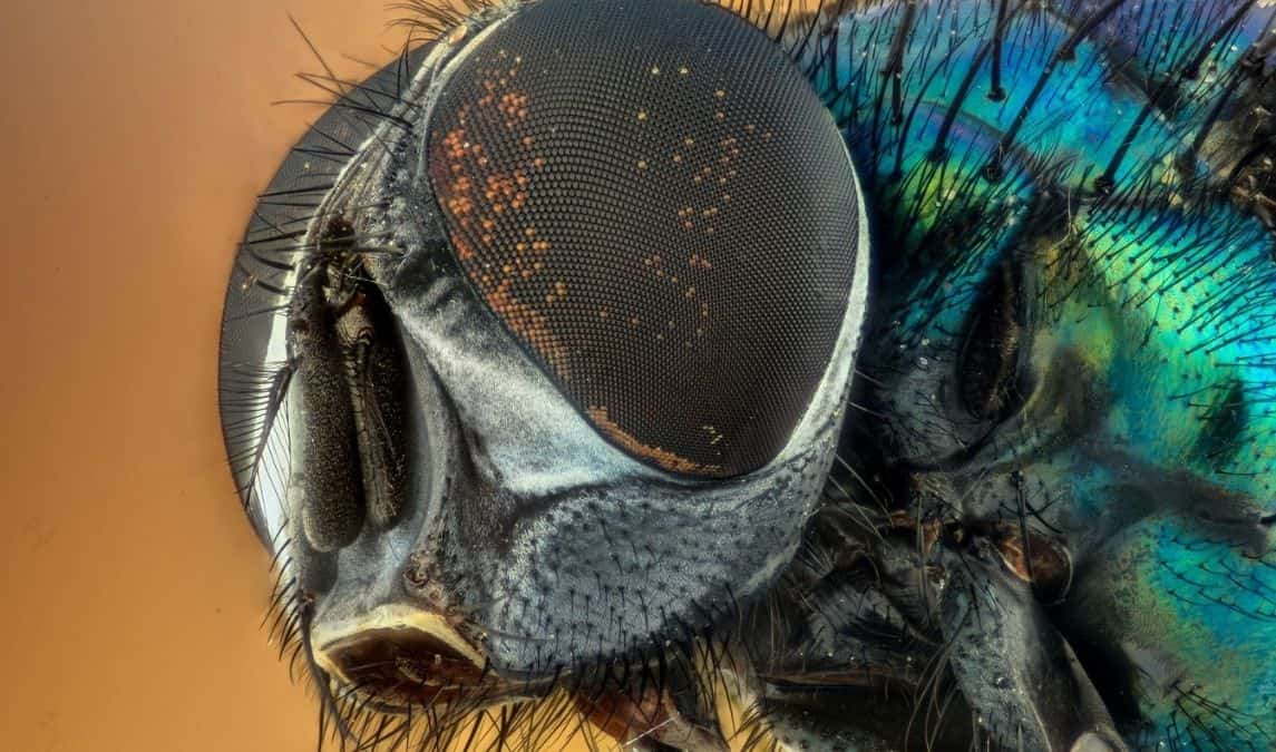 'Fly on the wall'