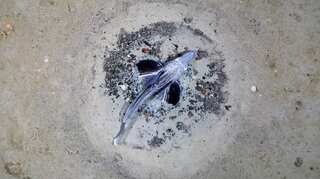 Believe it or not: Rare ‘see-through’ fish colony found in Antarctica