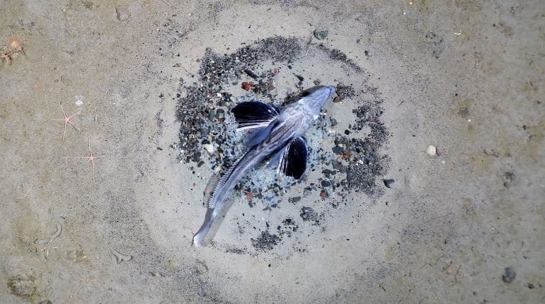 Believe it or not: Rare ‘see-through’ fish colony found in Antarctica