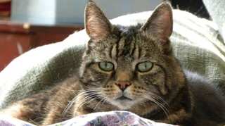 Lost cat found more than 1,500 miles away after 7 years