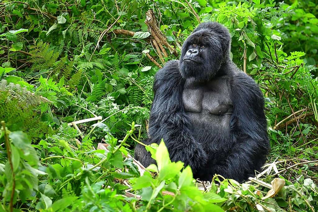 Rwanda's mountain Gorilla population has grown steadily in recent decades