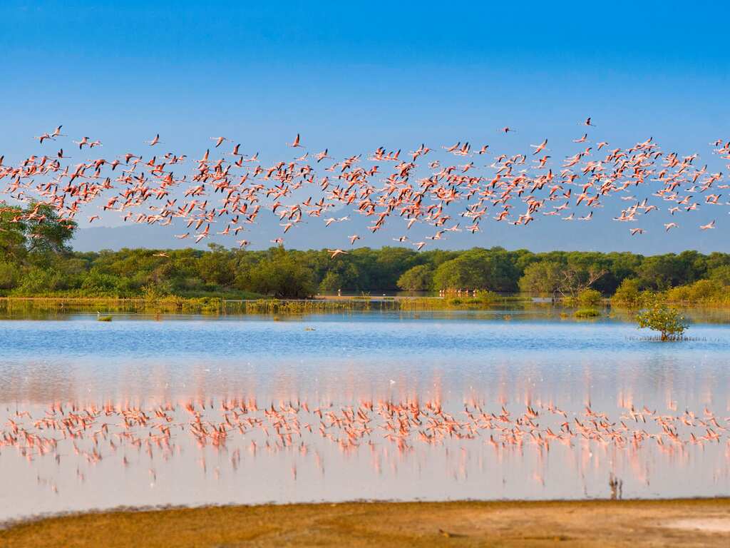 Animal decline hurts plants' ability to adapt climate change