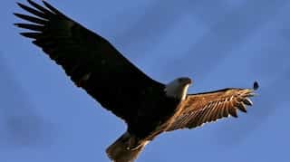Dozens of Bald Eagles have died from Bird Flu