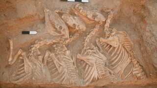 Scientists identify first human-bred hybrid animals by using DNA sequencing