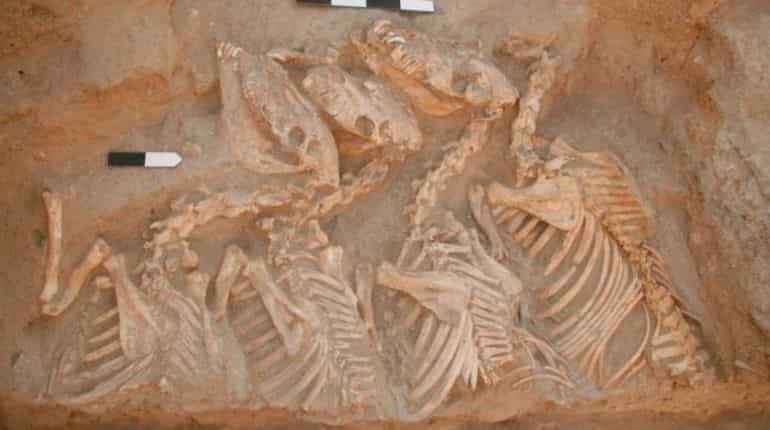 Scientists identify first human-bred hybrid animals by using DNA sequencing