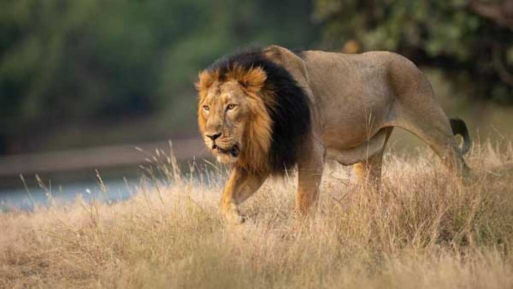 Scientists at the University of Pretoria found out that three lions were infected with COVID-19
