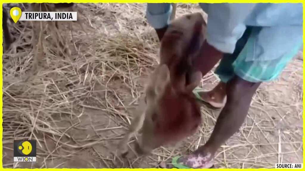 Rarest of the rare: two-headed calf born in northeast India