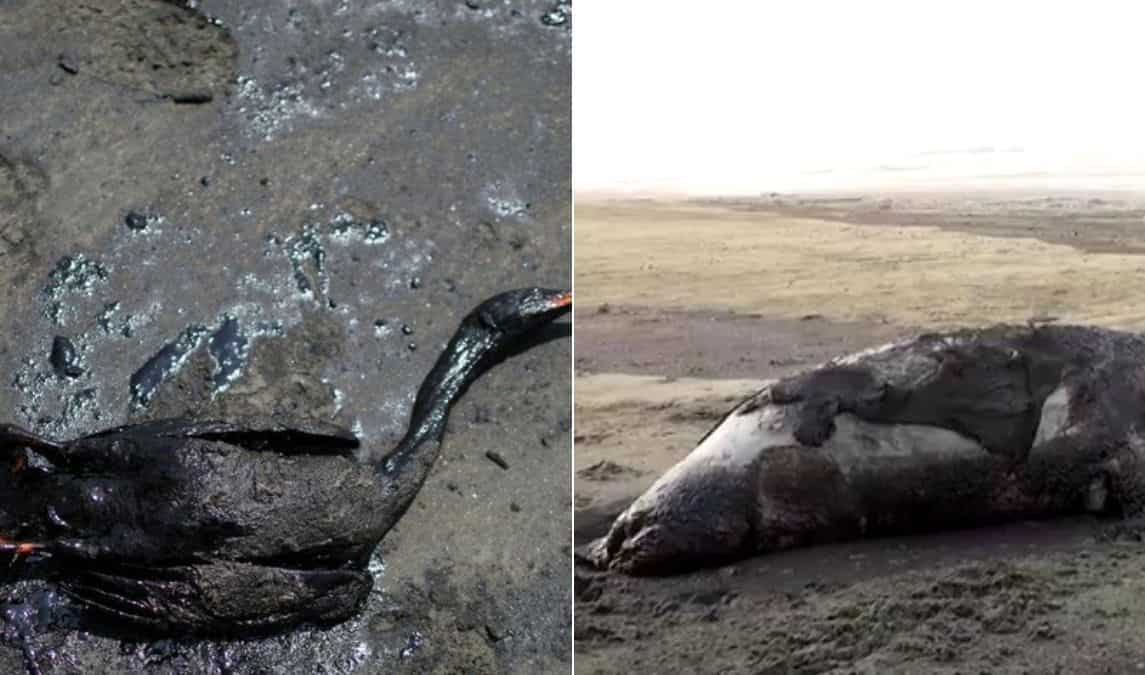 Oil spill harmed flora and fauna