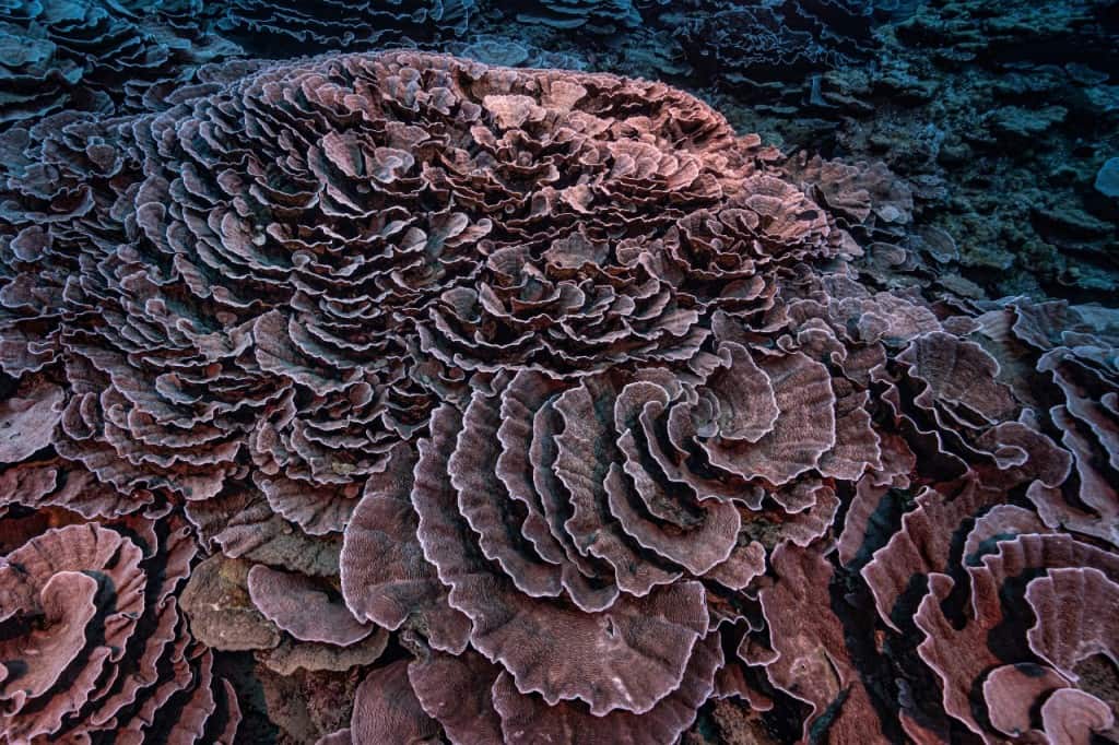 Rose-shaped corals: 'Pristine' coral reef, untouched by bleaching events, discovered off Tahiti