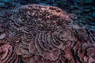 Rose-shaped corals: 'Pristine' coral reef, untouched by bleaching events, discovered off Tahiti