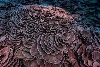 Rose-shaped corals: 'Pristine' coral reef, untouched by bleaching events, discovered off Tahiti