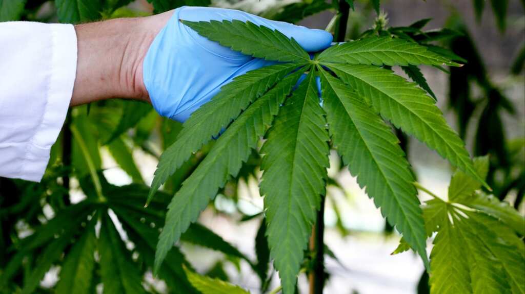 Thailand plans to make marijuana legal, health ministry proposes easing rules