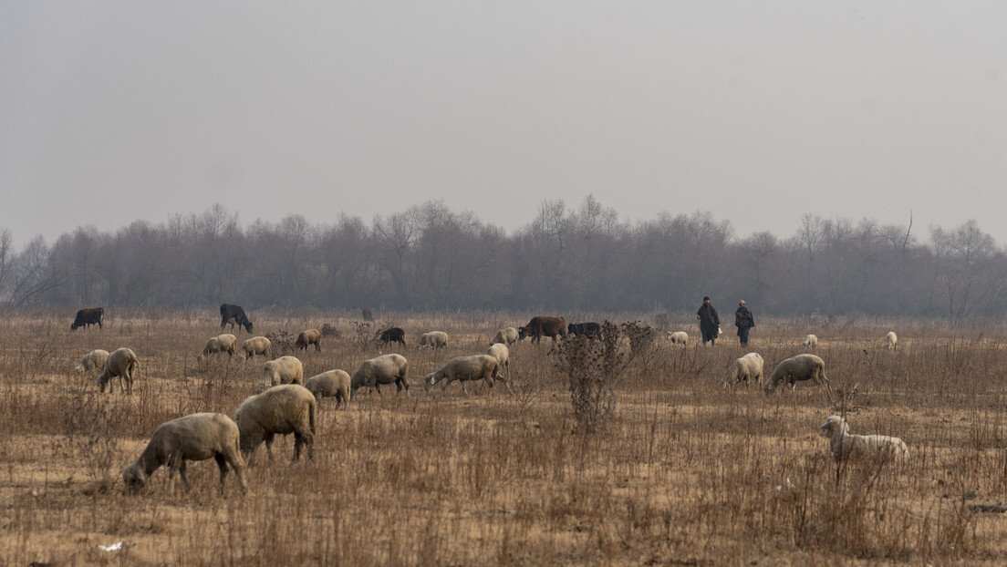 Earth is witnessing its sixth mass extinction, humans to be blamed: Study
