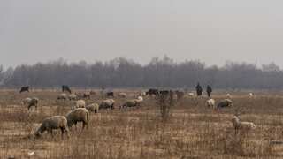 Earth is witnessing its sixth mass extinction, humans to be blamed: Study
