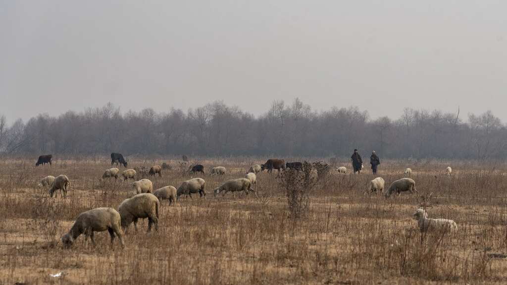 Earth is witnessing its sixth mass extinction, humans to be blamed: Study