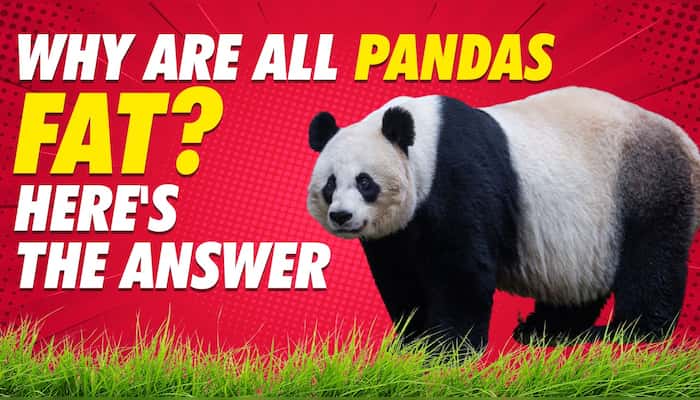 Why are all pandas fat? Here's the answer