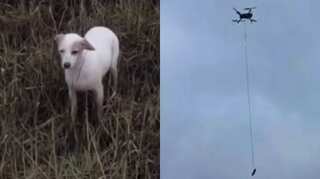 Watch: What an idea! UK officials rescue stranded dog by tying sausage to drone