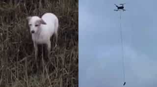Watch: What an idea! UK officials rescue stranded dog by tying sausage to drone