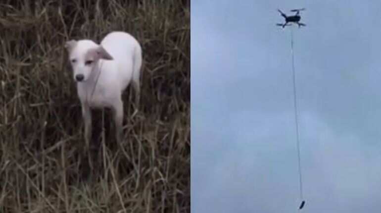 Watch: What an idea! UK officials rescue stranded dog by tying sausage to drone