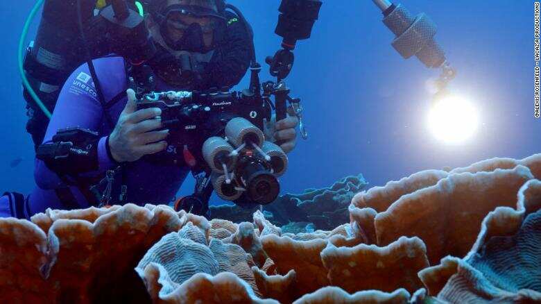 Scientists discover a pristine three-kilometre long reef of giant rose-shaped corals