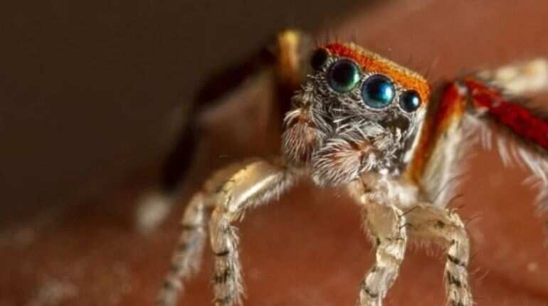 Scientists detect colour blindness in jumping spiders