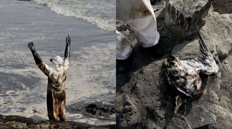 Peru calls environment emergency as oil spill threatens vulnerable Humboldt penguins, thousands of birds Peru calls environment emergency as oil spill threatens vulnerable Humboldt penguins, thousands of birds