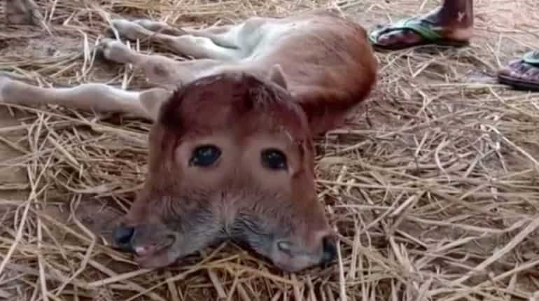 Watch: Baby calf born with two heads in India catches limelight Watch: Baby calf born with two heads in India catches limelight