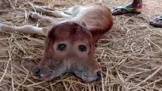 Watch: Baby calf born with two heads in India catches limelight