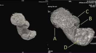 This 'pickled' fetus of an Egyptian mummy is baffling scientists