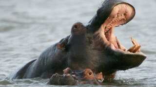 Sharp mind? Hippos recognise voices, can differentiate between friend, foe
