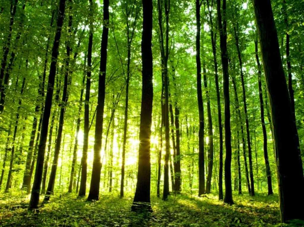 Israel agrees to plant 450,000 trees to tackle climate change