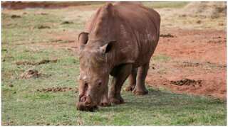Rhino that lost horns to poachers returns to wild after 30 operations