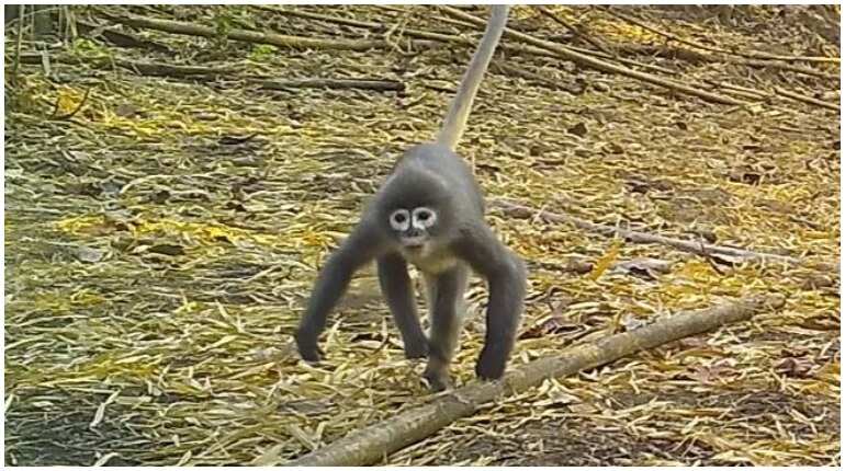 Ghostly monkey listed as new species among 224 from Mekong region Ghostly monkey listed as new species among 224 from Mekong region