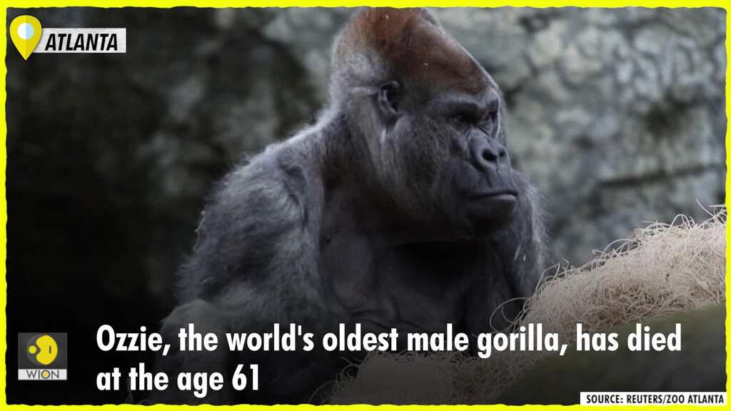 Atlanta: Ozzie, the world's oldest male gorilla, died at the age 61