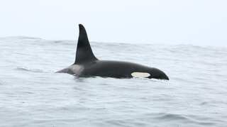 Renowned marine hunter orcas now target planet’s largest animal blue whale. Find out how