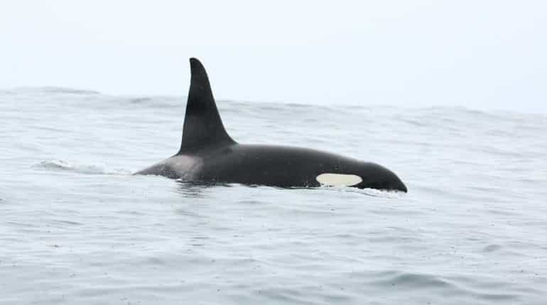 Renowned marine hunter orcas now target planet’s largest animal blue whale. Find out how