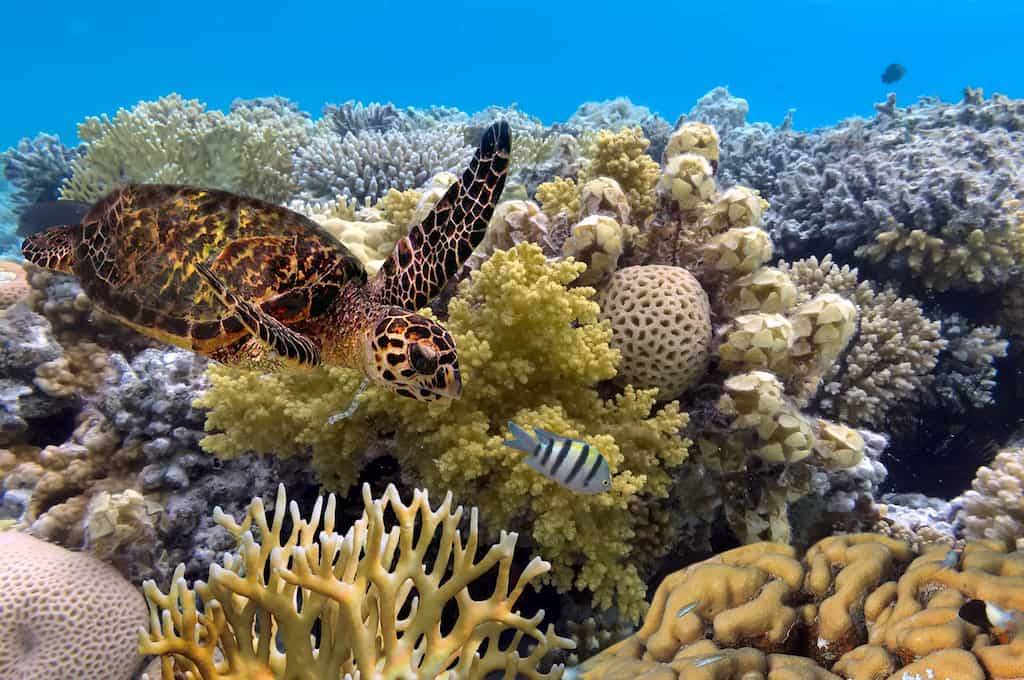 Australian government pledges $703 million to save the Great Barrier Reef