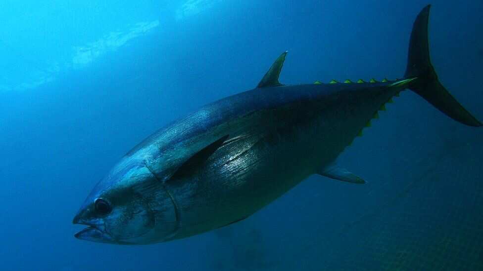 In Britain, scientists are recording the return of the Bluefin Tuna to UK waters