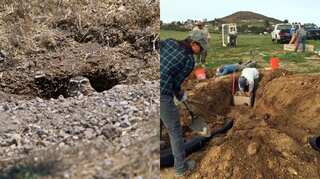 Two simple tricks that help owls stay in their new homes