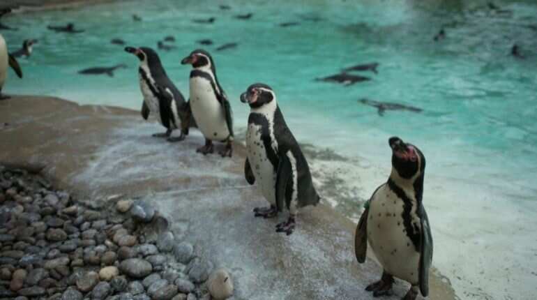 In a first, same-sex penguins become foster parents in US zoo. Find out how In a first, same-sex penguins become foster parents in US zoo. Find out how