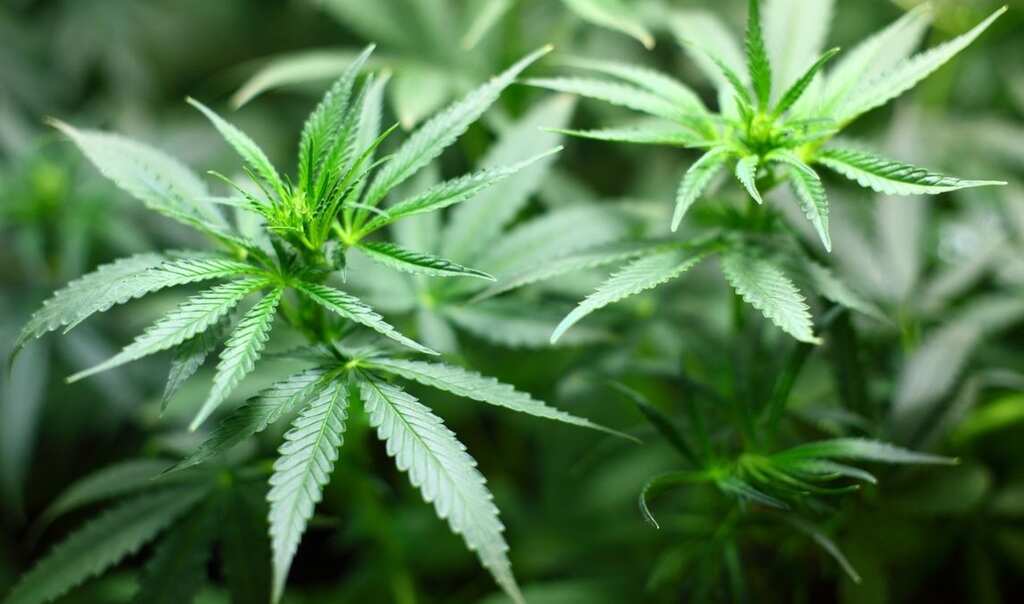 Marijuana use on the rise among young Americans: Study