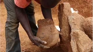 Leafy greens first dished up 3,500 years ago: Study