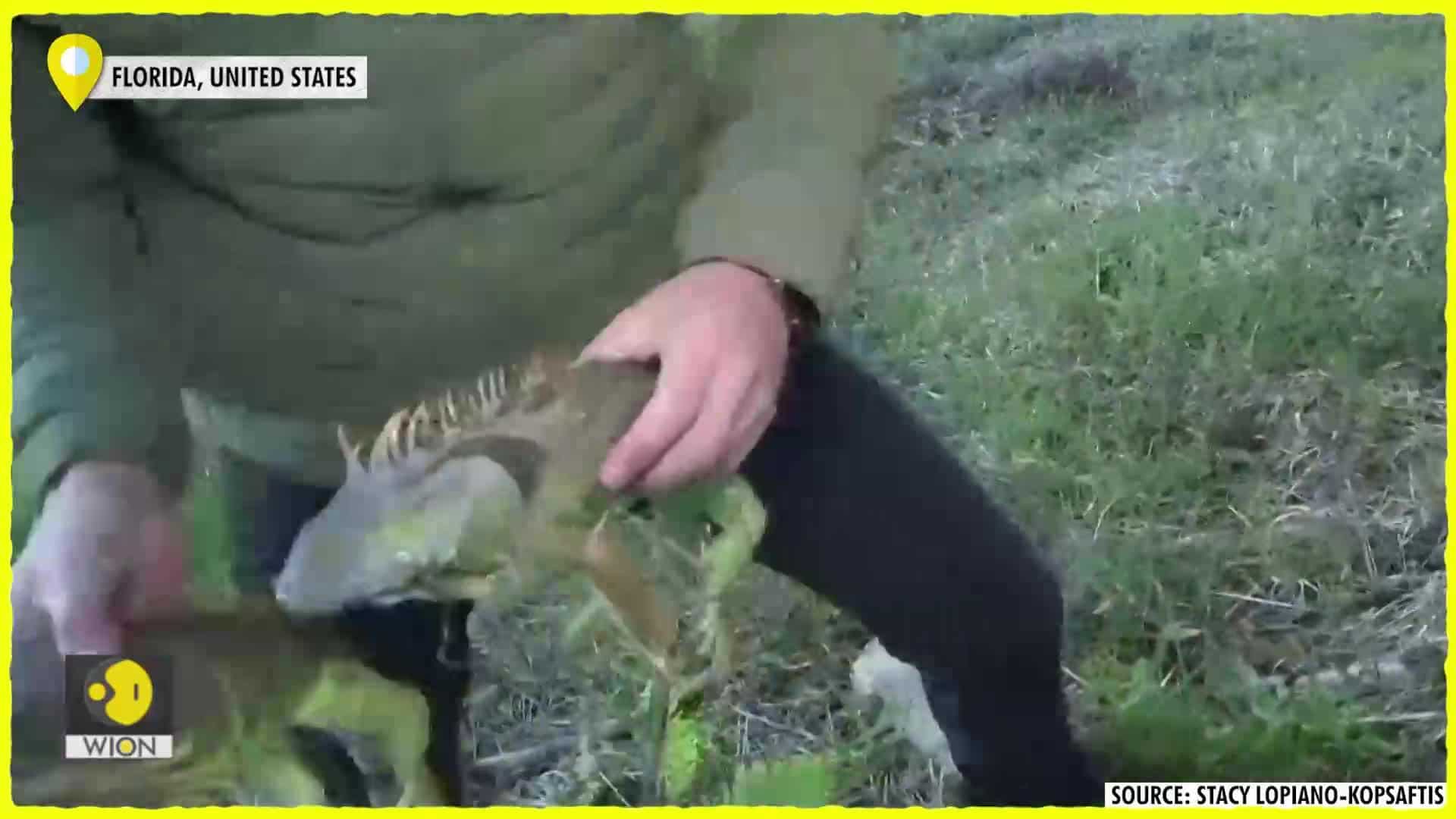 Frozen iguanas fall from trees as cold snap hits Florida Edge News