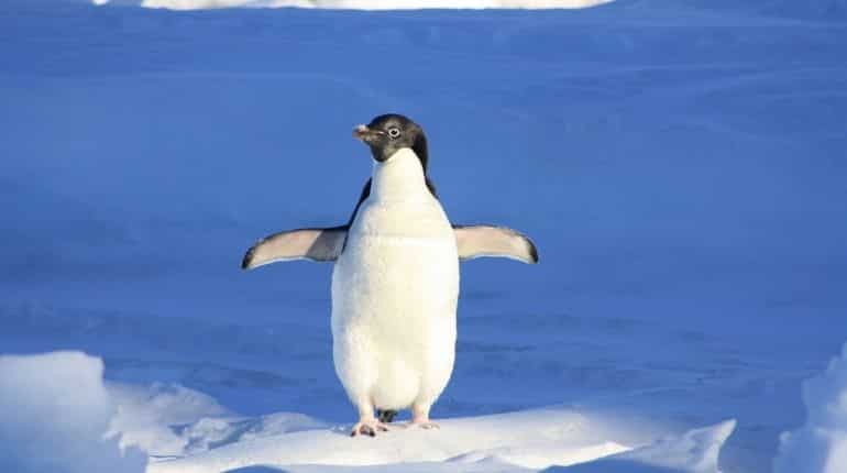 Here's how scientists use Penguins to predict climate change