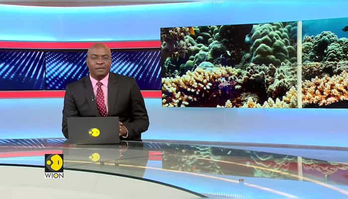 World can lose 99% of corals by 2030